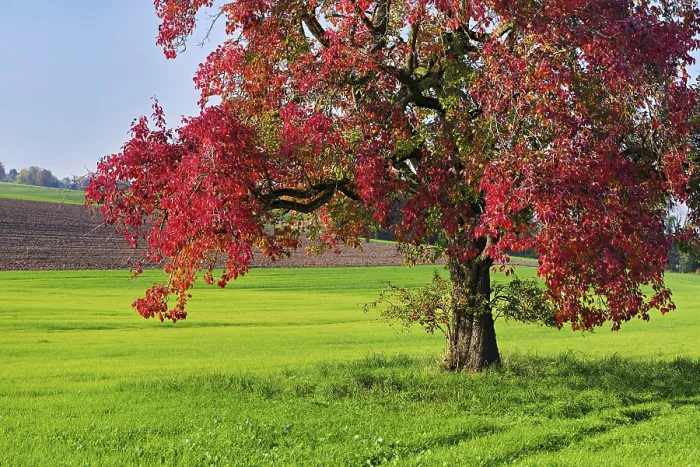Gerahmter Druck : Roter verfärbter Birnbaum (Pyrus) Gerahmter Druck : Roter verfärbter Birnbaum (Pyrus)