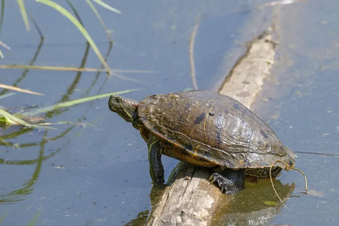 Gerahmter Druck : Rotbäuchige Schile (Trachemys scripta elegans) Gerahmter Druck : Rotbäuchige Schile (Trachemys scripta elegans)
