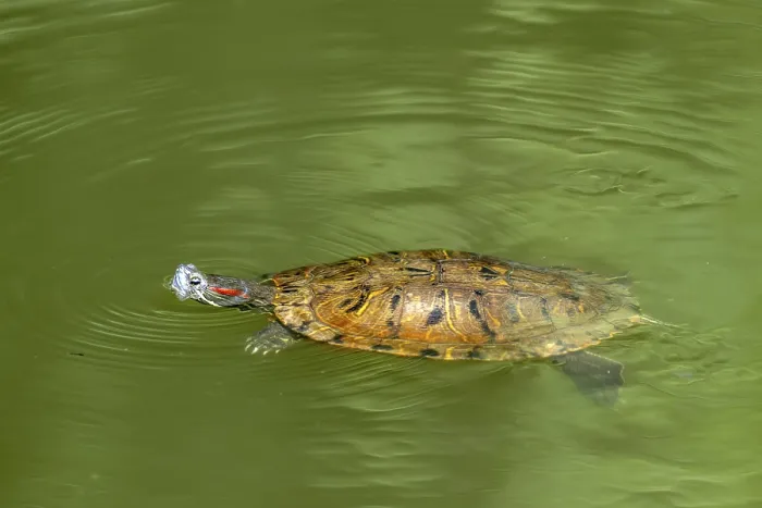 Gerahmter Druck : Rotbäuchige Schile (Trachemys scripta elegans) Gerahmter Druck : Rotbäuchige Schile (Trachemys scripta elegans)