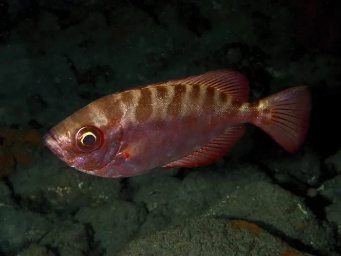 Gerahmter Druck : Ein roter Fisch mit einem auffälligen Muster. Gerahmter Druck : Ein roter Fisch mit einem auffälligen Muster.