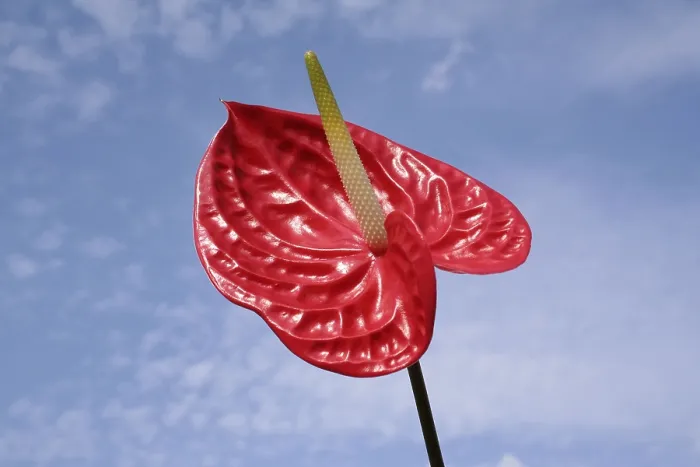 Gerahmter Druck : Roter Blume Gerahmter Druck : Roter Blume