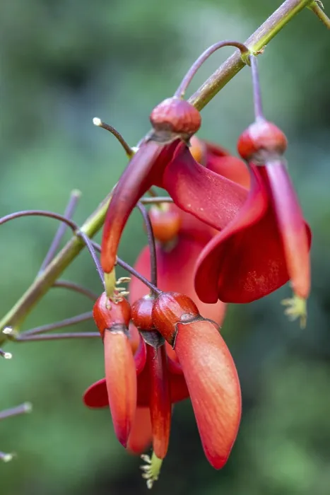 Gerahmter Druck : Rote Blume von Solanum pseudocapsicum Gerahmter Druck : Rote Blume von Solanum pseudocapsicum