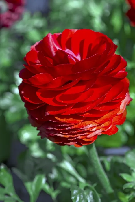 Gerahmter Druck : Rosa blühender Ranunkel (Ranunculus) Gerahmter Druck : Rosa blühender Ranunkel (Ranunculus)