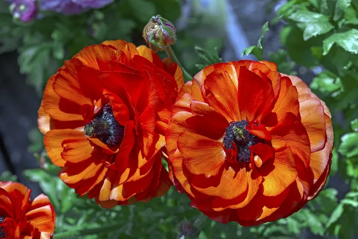 Gerahmter Druck : Ranunculus mit roten Blüten (Ranunculus) Gerahmter Druck : Ranunculus mit roten Blüten (Ranunculus)
