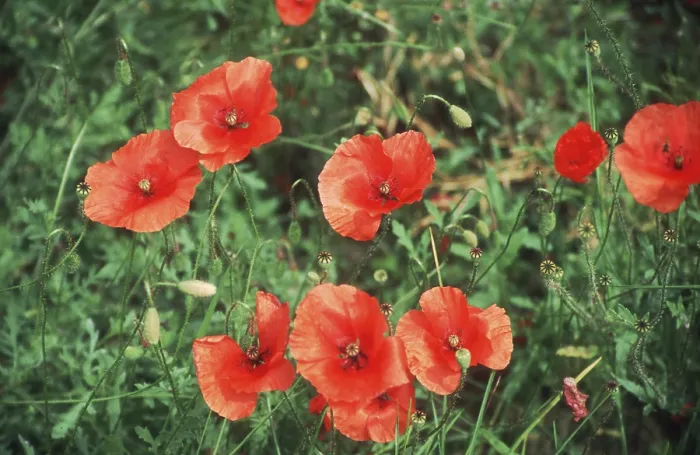 Gerahmter Druck : Rote Blumen Gerahmter Druck : Rote Blumen