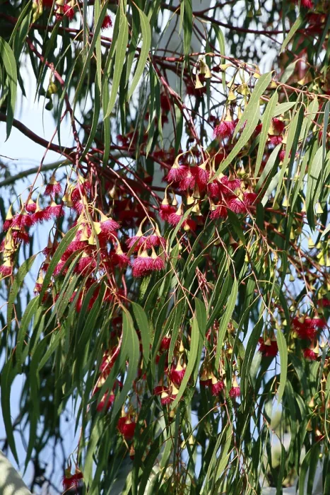 Gerahmter Druck : Rote Blüten auf Eukalyptusbaum (Eucalyptus spec) Gerahmter Druck : Rote Blüten auf Eukalyptusbaum (Eucalyptus spec)
