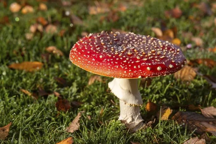 Gerahmter Druck : Roter Fliegenpilz steht in einer Wiese. Gerahmter Druck : Roter Fliegenpilz steht in einer Wiese.