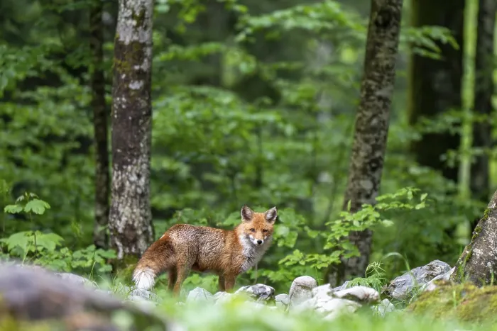 Gerahmter Druck : Rotfuchs (Vulpes vulpes) im Wald. Gerahmter Druck : Rotfuchs (Vulpes vulpes) im Wald.