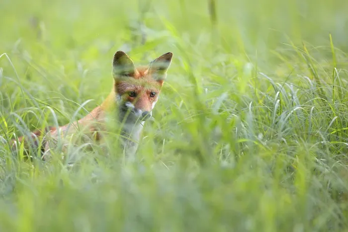 Gerahmter Druck : Rotfuchs im Wild verborgen in der Gras. Gerahmter Druck : Rotfuchs im Wild verborgen in der Gras.