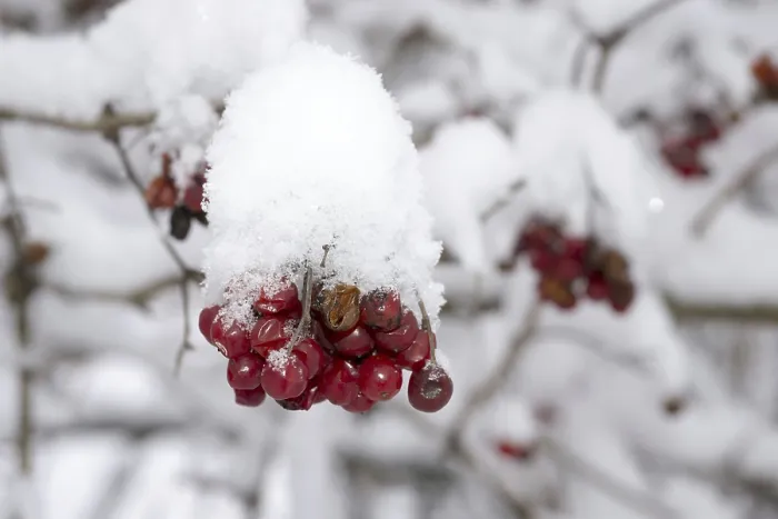 Gerahmter Druck : Rote Früchte hängen an einem Baum mit Schnee. Gerahmter Druck : Rote Früchte hängen an einem Baum mit Schnee.