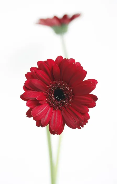 Gerahmter Druck : Zwei rote Gerbera-Daisies (Gerbera) Gerahmter Druck : Zwei rote Gerbera-Daisies (Gerbera)