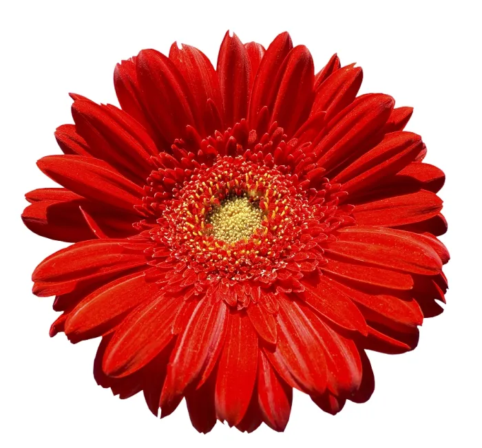 Gerahmter Druck : Roter Gerbera auf weiß. Gerahmter Druck : Roter Gerbera auf weiß.