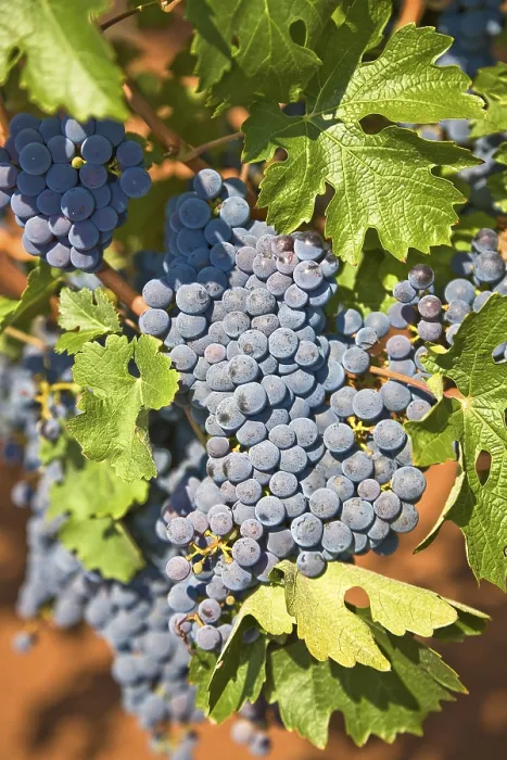 Gerahmter Druck : Rote Trauben. Gerahmter Druck : Rote Trauben.