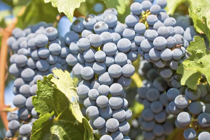 Gerahmter Druck : Rote Trauben. Gerahmter Druck : Rote Trauben.