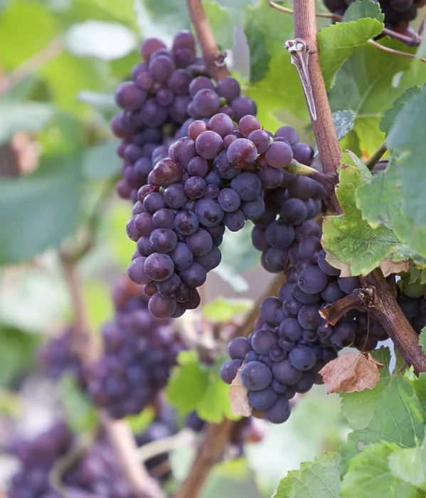 Gerahmter Druck : rote Trauben Gerahmter Druck : rote Trauben