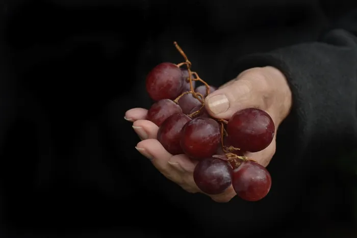 Gerahmter Druck : rote Trauben in der Hand Gerahmter Druck : rote Trauben in der Hand