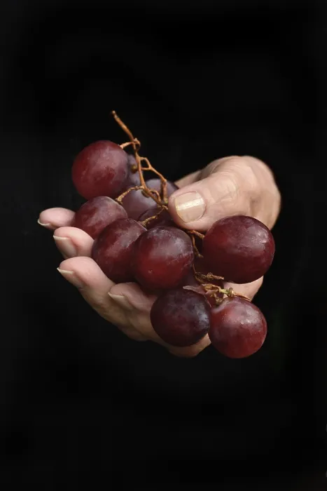Gerahmter Druck : rote Trauben in der Hand Gerahmter Druck : rote Trauben in der Hand