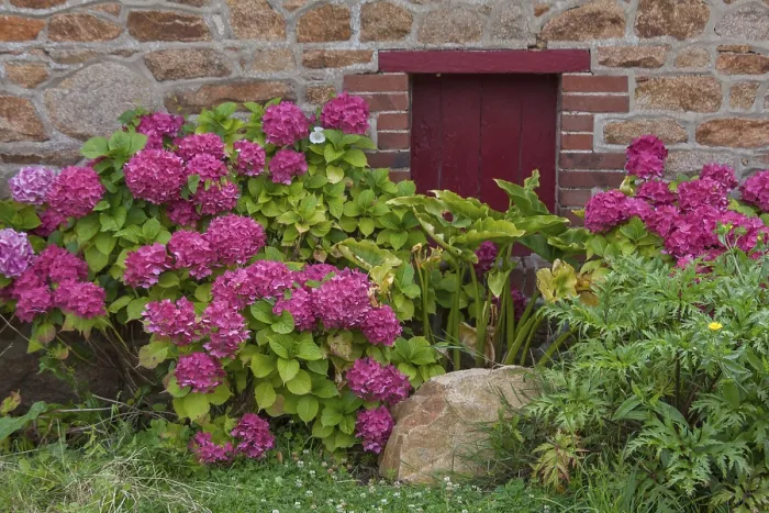 Gerahmter Druck : Rote Hydrangeenbüsche vor einer roten Tür. Gerahmter Druck : Rote Hydrangeenbüsche vor einer roten Tür.
