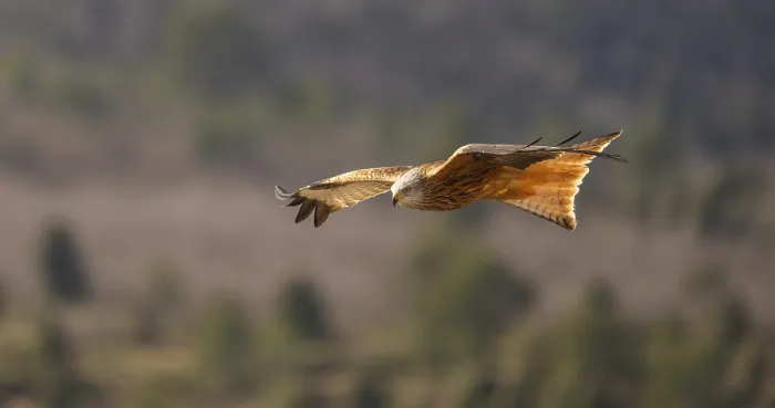 Gerahmter Druck : Ein roter Falke wird in der Luft gefangen. Gerahmter Druck : Ein roter Falke wird in der Luft gefangen.