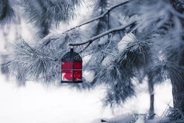 Gerahmter Druck : Roter Laterne auf dem schneebedeckten Baum. Gerahmter Druck : Roter Laterne auf dem schneebedeckten Baum.