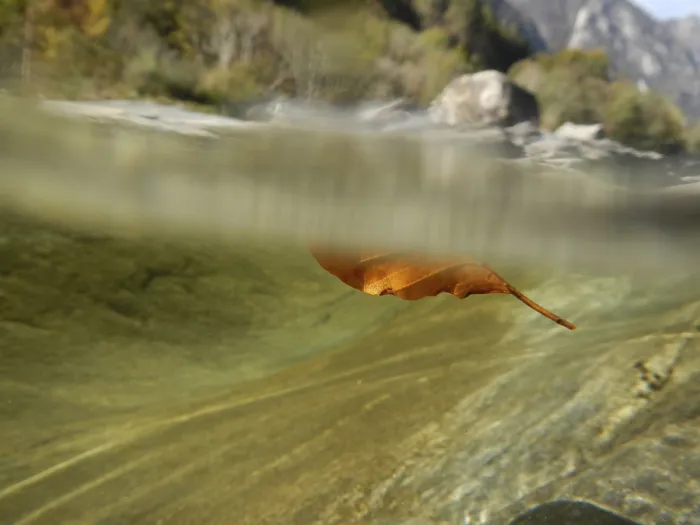 Gerahmter Druck : Blätterrot schwebt unter Wasser. Gerahmter Druck : Blätterrot schwebt unter Wasser.