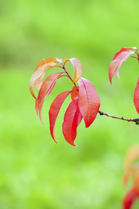 Gerahmter Druck : Rote Blätter einer Pfirsichbaum, Verfärbung.
