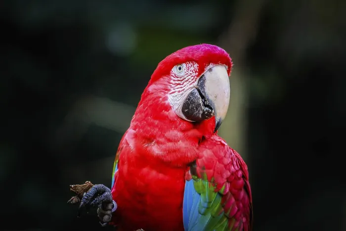Gerahmter Druck : Rotmacaw (Ara chloropterus) aus der Nähe. Gerahmter Druck : Rotmacaw (Ara chloropterus) aus der Nähe.