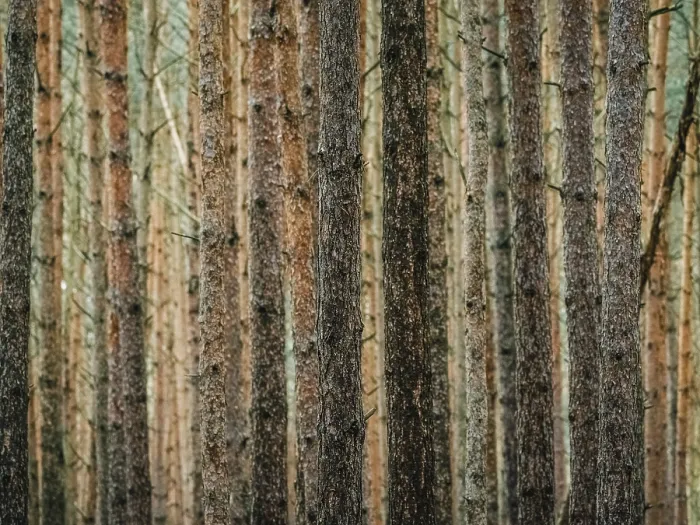 Gerahmter Druck : Rot und orange in einem Tannenwald. Gerahmter Druck : Rot und orange in einem Tannenwald.