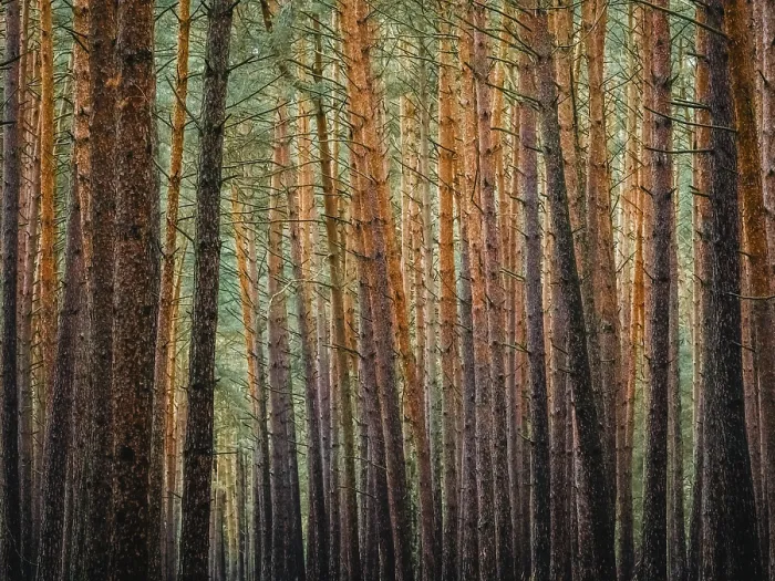 Gerahmter Druck : Rot und orange in einem Kiefernwald. Gerahmter Druck : Rot und orange in einem Kiefernwald.