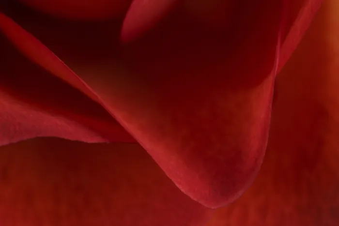Gerahmter Druck : Rote Blüten einer Rose. Gerahmter Druck : Rote Blüten einer Rose.
