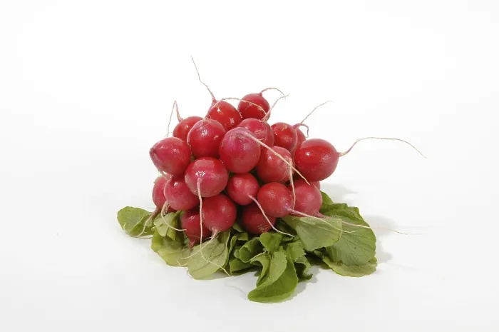 Gerahmter Druck : Roter Rettich Gerahmter Druck : Roter Rettich