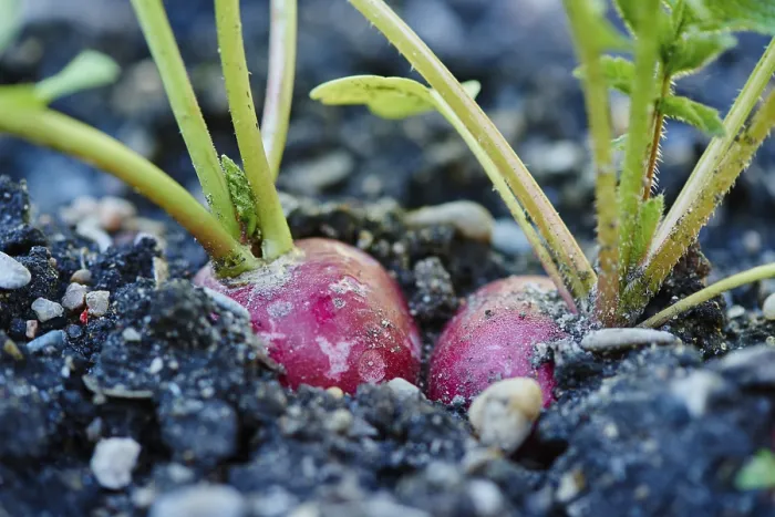 Gerahmter Druck : Rote Rettich (Raphanus sativus var) Gerahmter Druck : Rote Rettich (Raphanus sativus var)