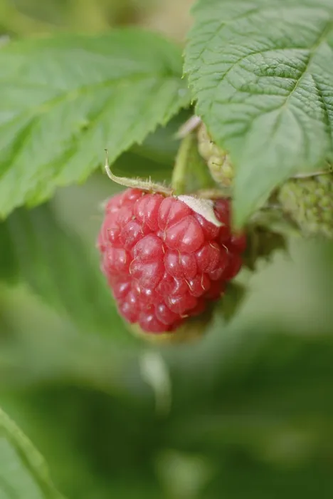 Gerahmter Druck : Rote Johannisbeere Rubus idaeus Gerahmter Druck : Rote Johannisbeere Rubus idaeus