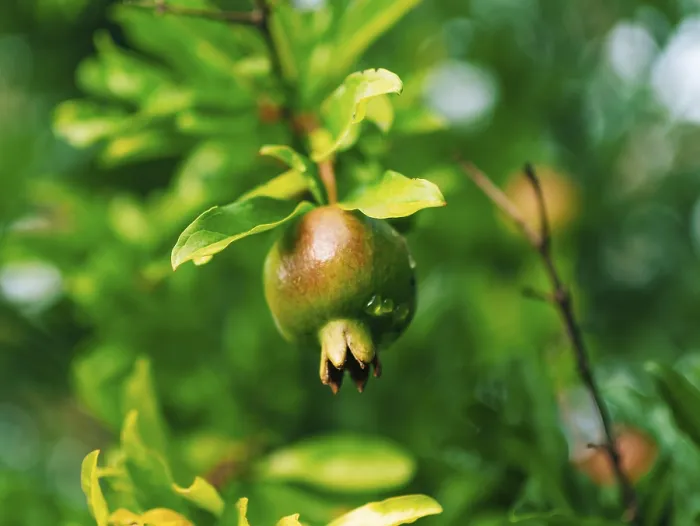 Gerahmter Druck : rote reife Granatapfel auf dem Baum Gerahmter Druck : rote reife Granatapfel auf dem Baum