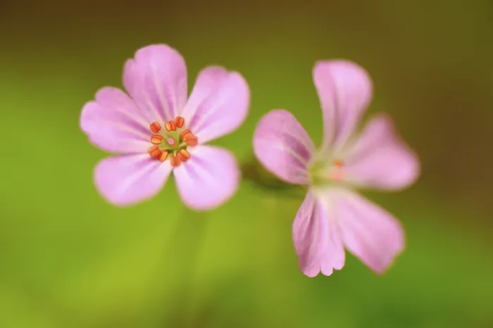 Gerahmter Druck : Rot-Robin (Geranium robertianum) Gerahmter Druck : Rot-Robin (Geranium robertianum)