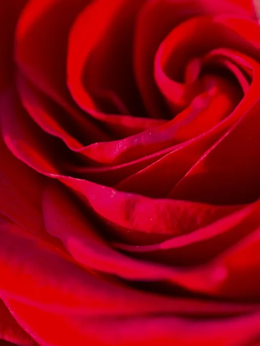 Gerahmter Druck : Rote Rose, Detail. Gerahmter Druck : Rote Rose, Detail.