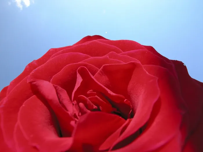 Gerahmter Druck : Rote Rose Gerahmter Druck : Rote Rose