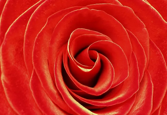 Gerahmter Druck : Rote Rose Gerahmter Druck : Rote Rose