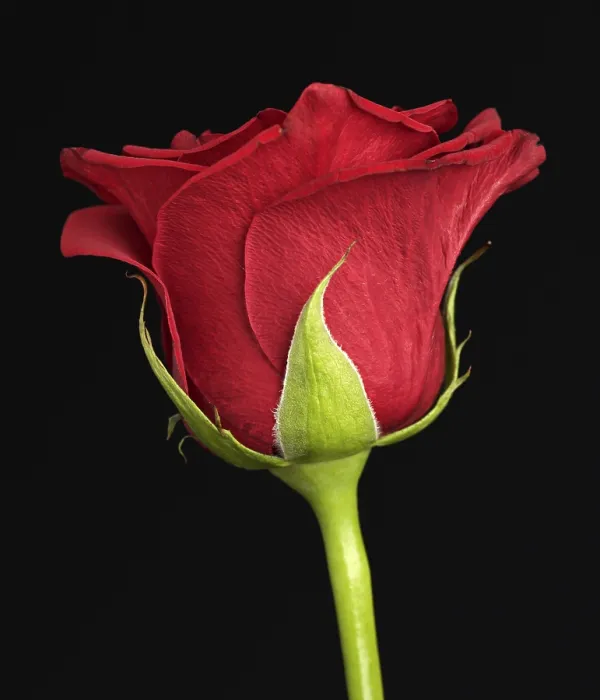 Gerahmter Druck : Rote Rose Gerahmter Druck : Rote Rose