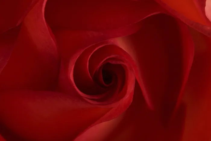 Gerahmter Druck : Rote Rose Gerahmter Druck : Rote Rose