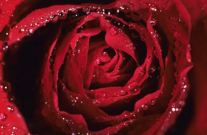 Gerahmter Druck : Rote Rose, Detail. Gerahmter Druck : Rote Rose, Detail.
