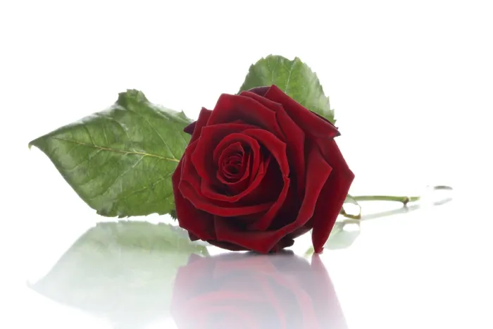 Gerahmter Druck : Rote Rose Gerahmter Druck : Rote Rose