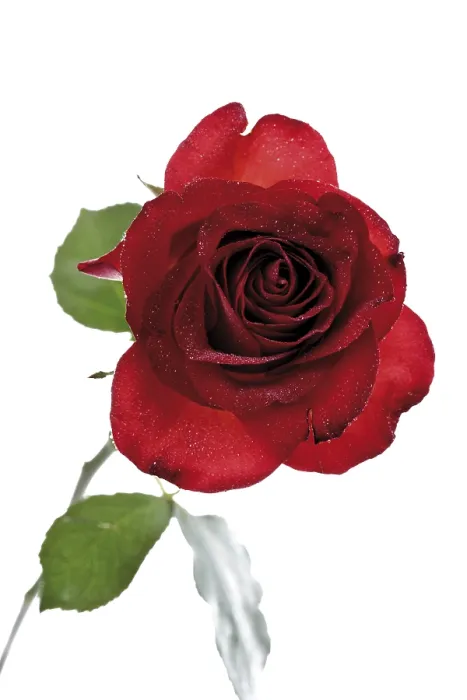 Gerahmter Druck : Rote Rose Gerahmter Druck : Rote Rose