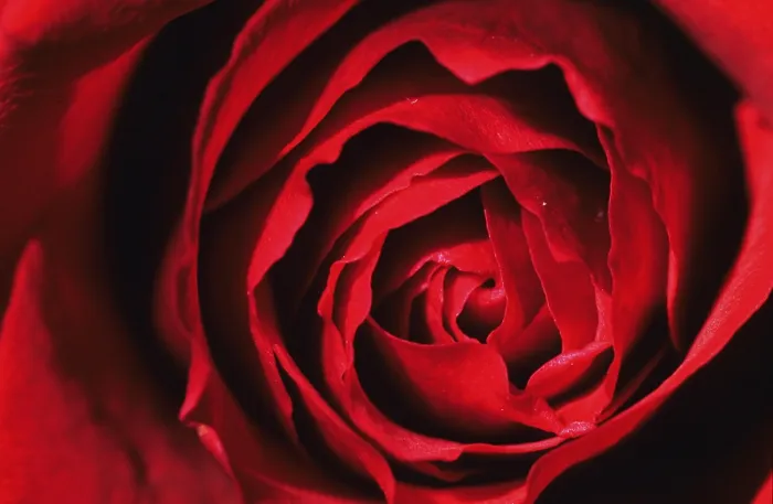 Gerahmter Druck : Rote Rose, Detail. Gerahmter Druck : Rote Rose, Detail.