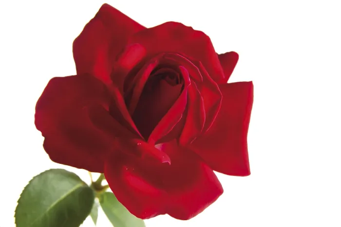 Gerahmter Druck : Ein roter Rosenstrauch Gerahmter Druck : Ein roter Rosenstrauch