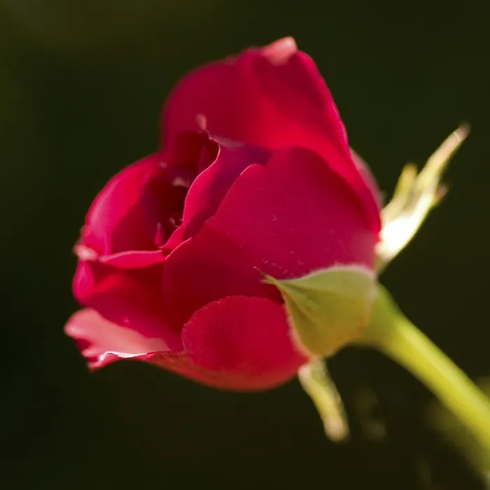 Gerahmter Druck : Rote Rose