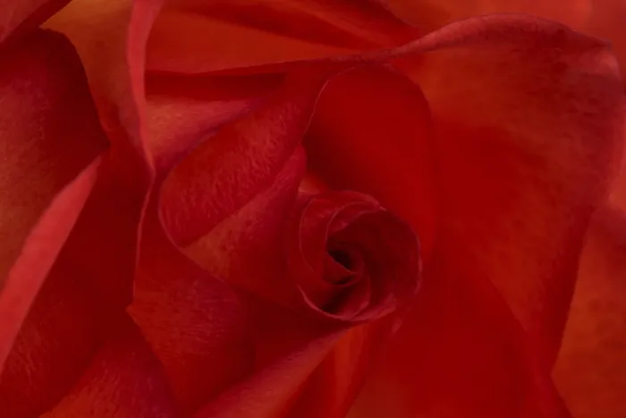 Gerahmter Druck : Rote Rose Gerahmter Druck : Rote Rose