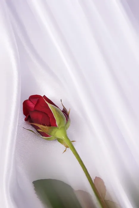 Gerahmter Druck : Rote Rose Gerahmter Druck : Rote Rose
