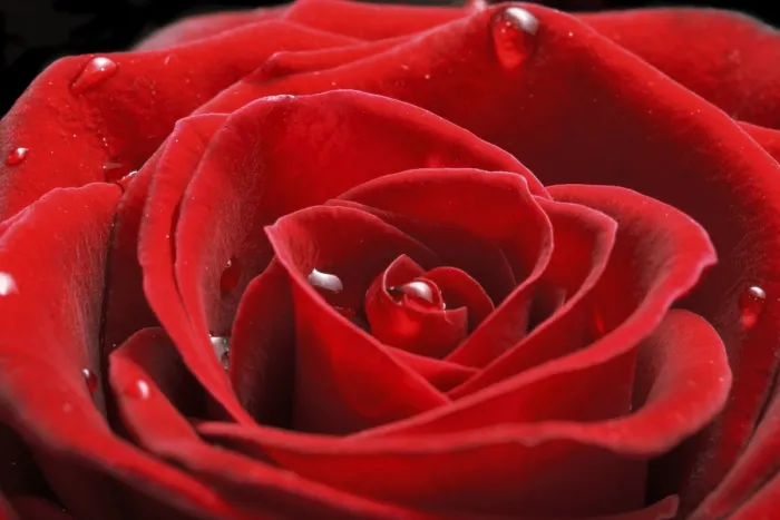 Gerahmter Druck : Rote Rose aus der Nähe. Gerahmter Druck : Rote Rose aus der Nähe.