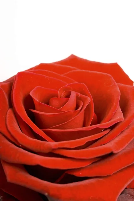 Gerahmter Druck : Rote Rose auf weißem Hintergrund. Gerahmter Druck : Rote Rose auf weißem Hintergrund.